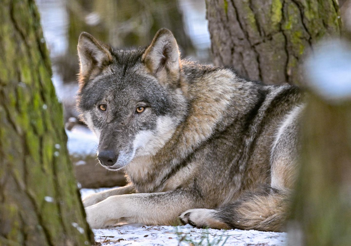 Wolf (Canis lupus) im winterlichen Wald