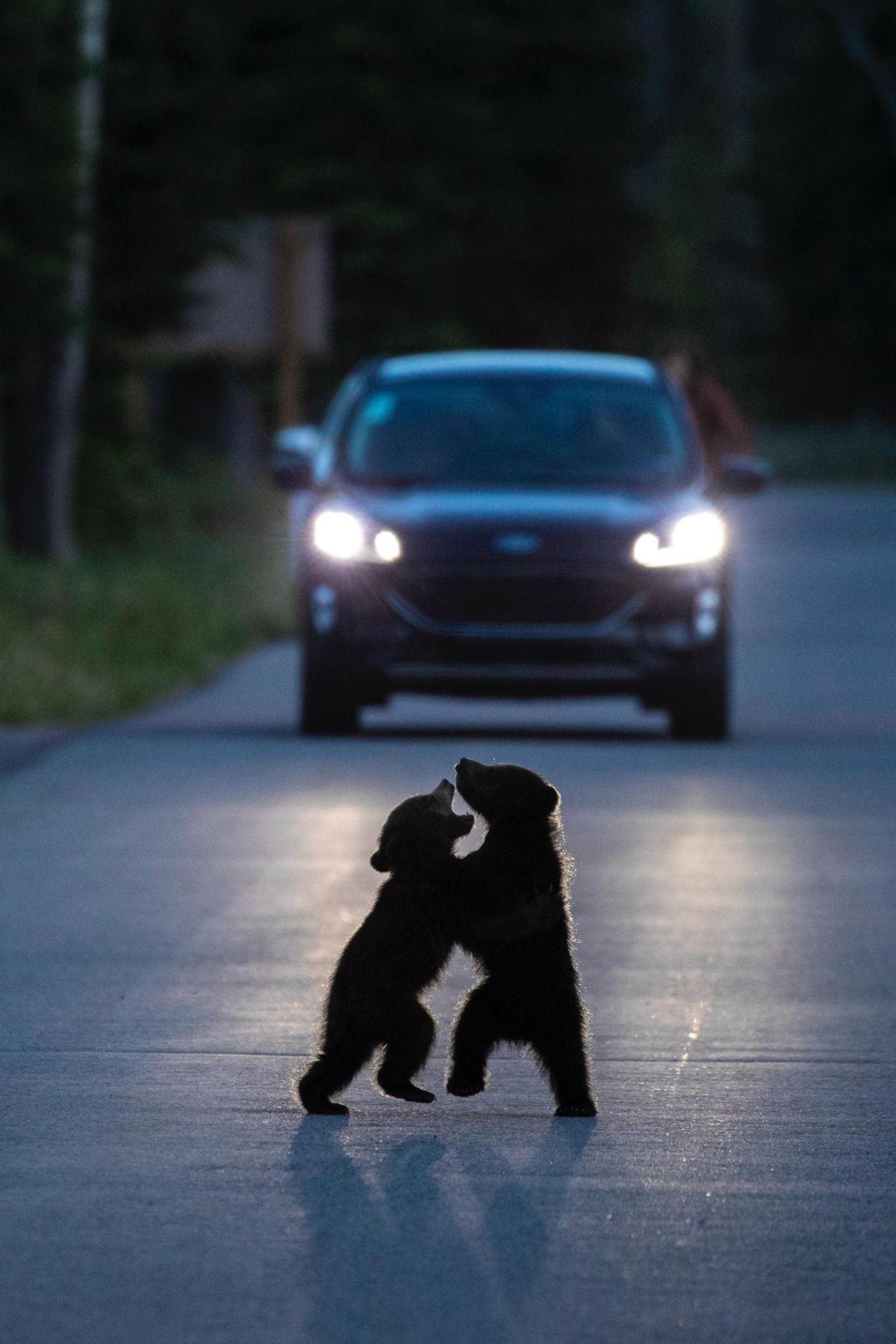 Zwei Jungbären spielen auf einer Straße, im Hintergrund nähert sich ein Auto