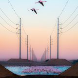 Eine Gruppe von Flamingos hebt sich deutlich von der kargen industriellen  Kulisse der Stromleitungen ab