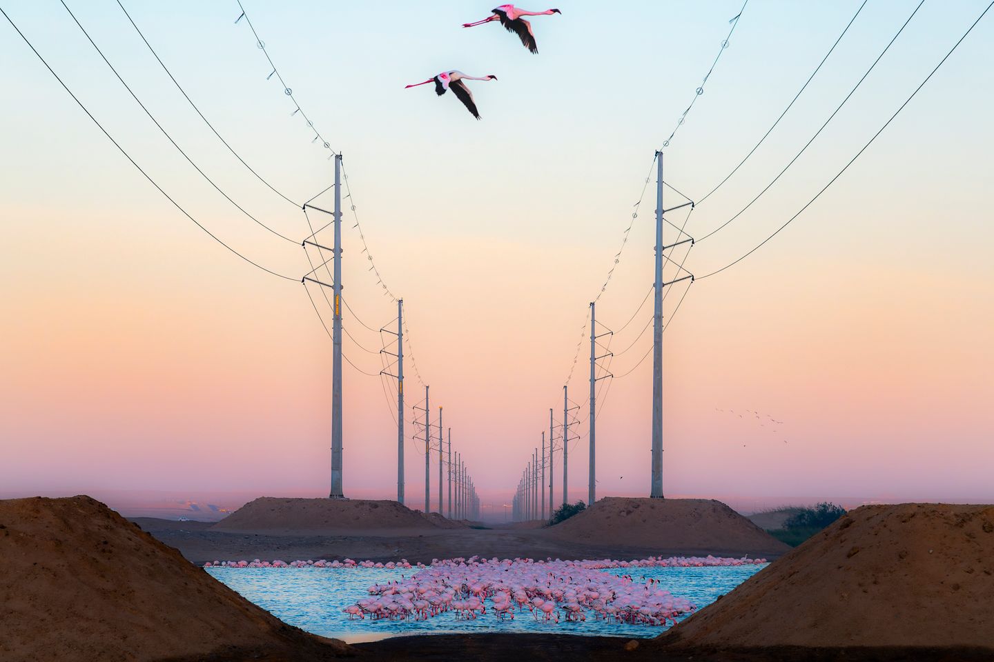 Eine Gruppe von Flamingos hebt sich deutlich von der kargen industriellen  Kulisse der Stromleitungen ab