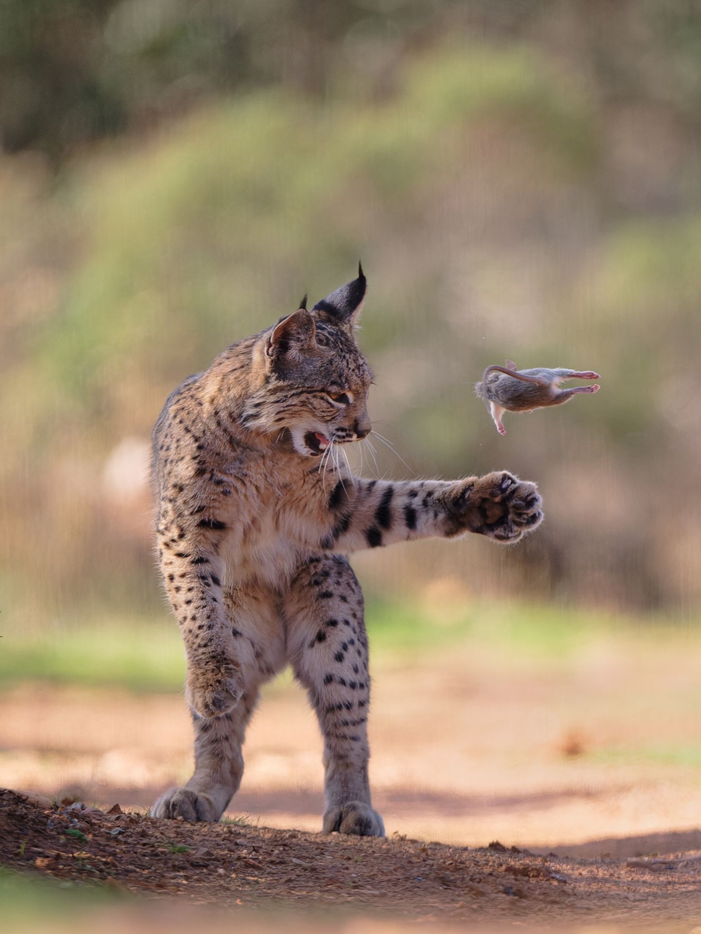 Ein junger Luchs wirft ein Nagetier spielerisch in die Luft, bevor  er es tötet und verschlingt.