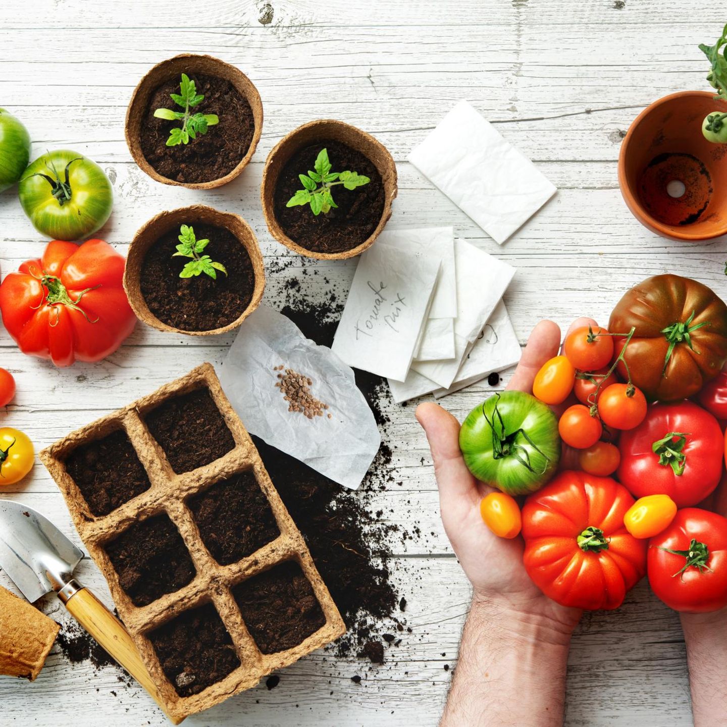 Tomaten vorziehen: Anzuchtset , junge Tomatenpflanzen und Hand mit Tomaten