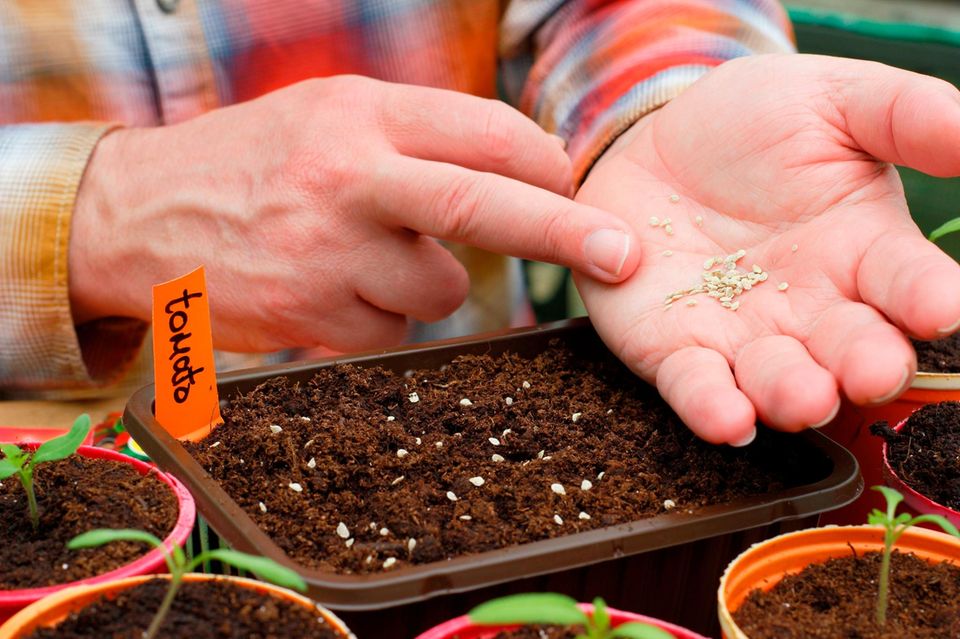 Tomaten vorziehen: Tomatensamen werden von Hand in eine Schale gesät