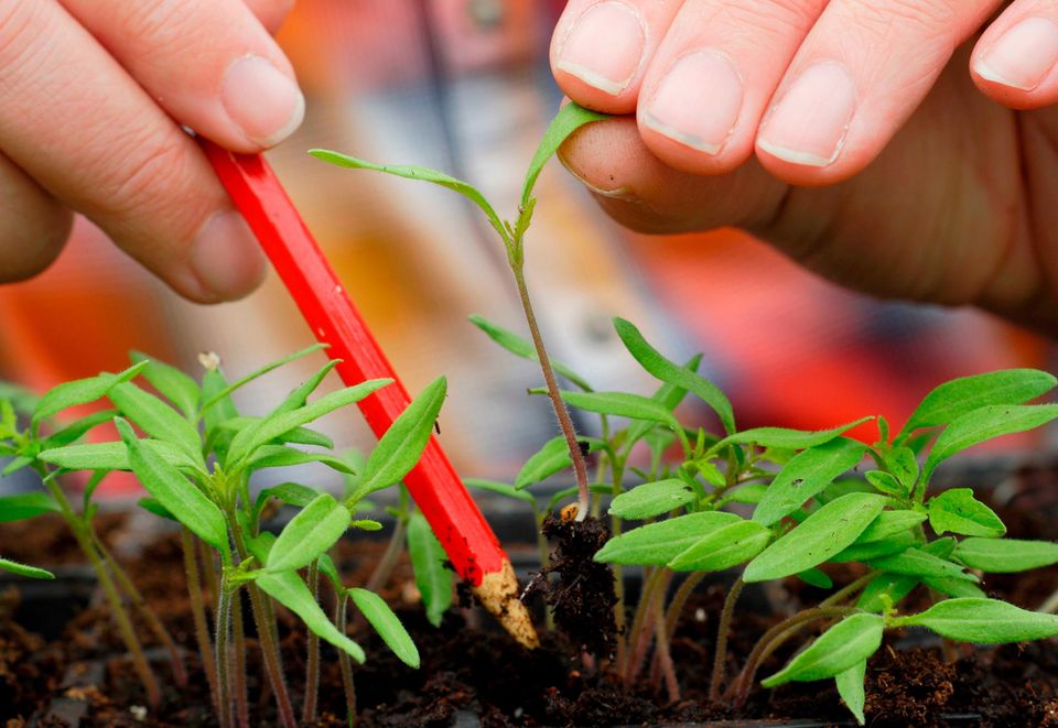 Tomaten vorziehen: Hand pikiert Tomatensamen mit einem Bleistift