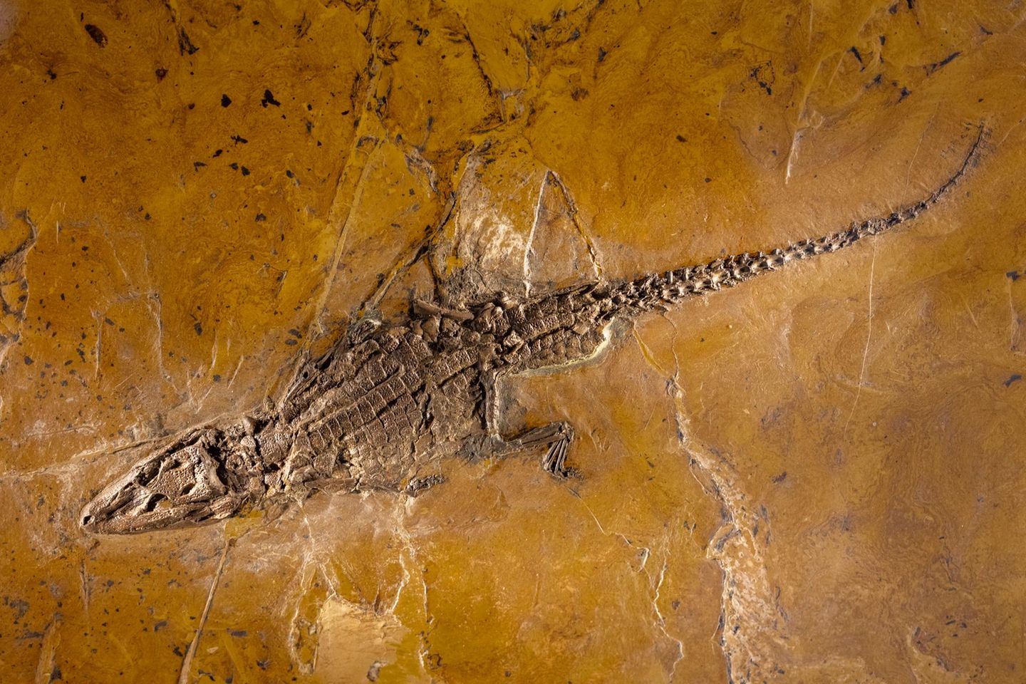 Fossilie aus der Grube Messel