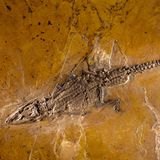Fossilie aus der Grube Messel