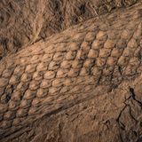 Fossil eines Baumstamms