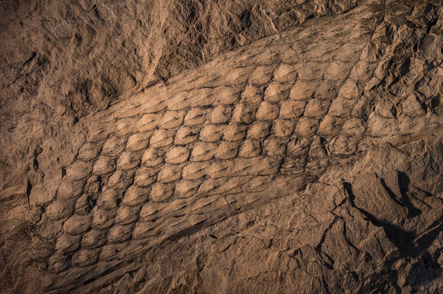 Fossil eines Baumstamms