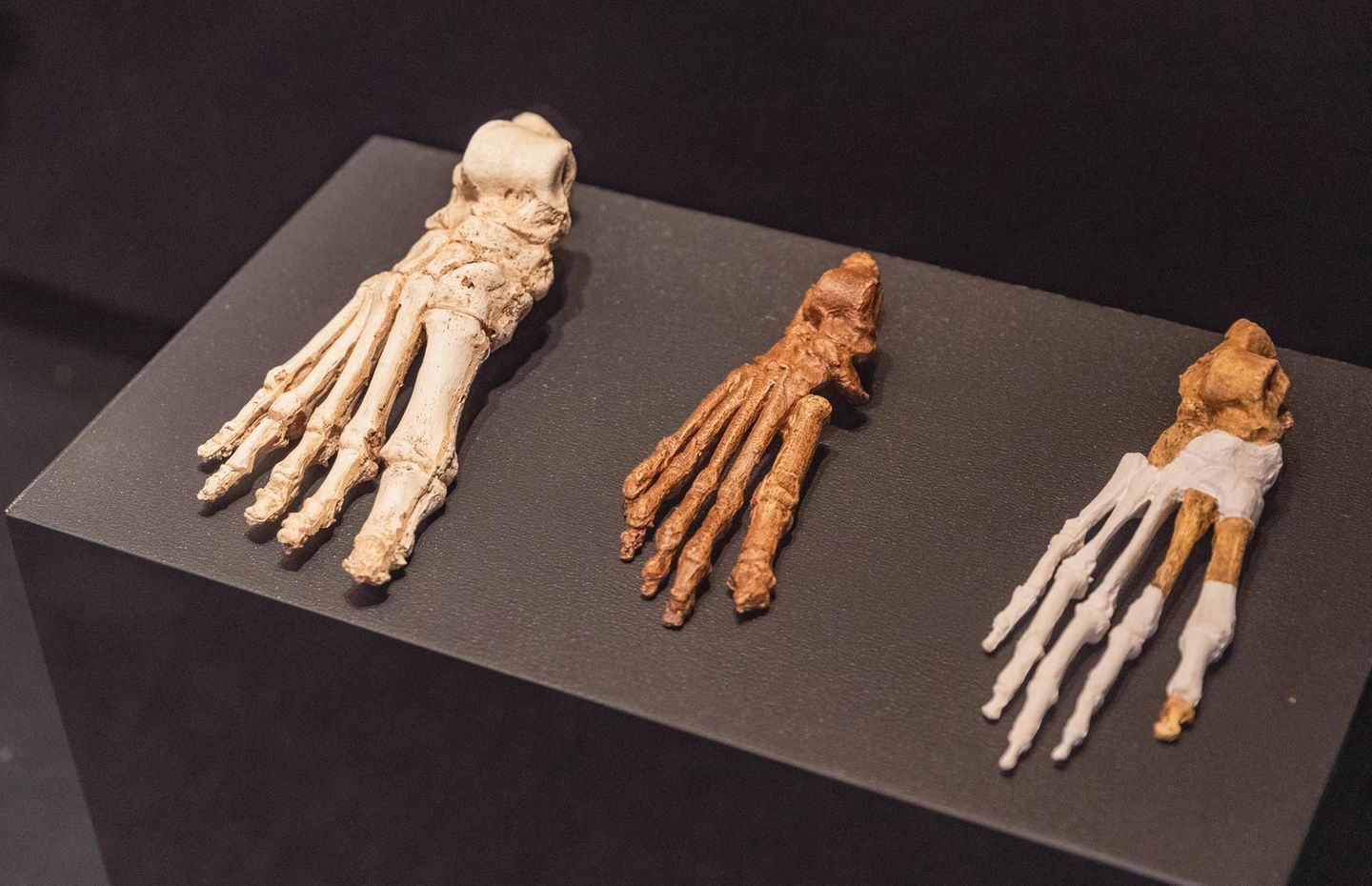 Knochenfunde in der Ausstellung