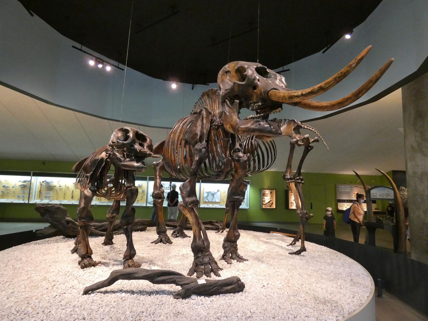 Skelette in der Ausstellung