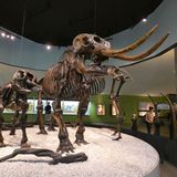 Skelette in der Ausstellung