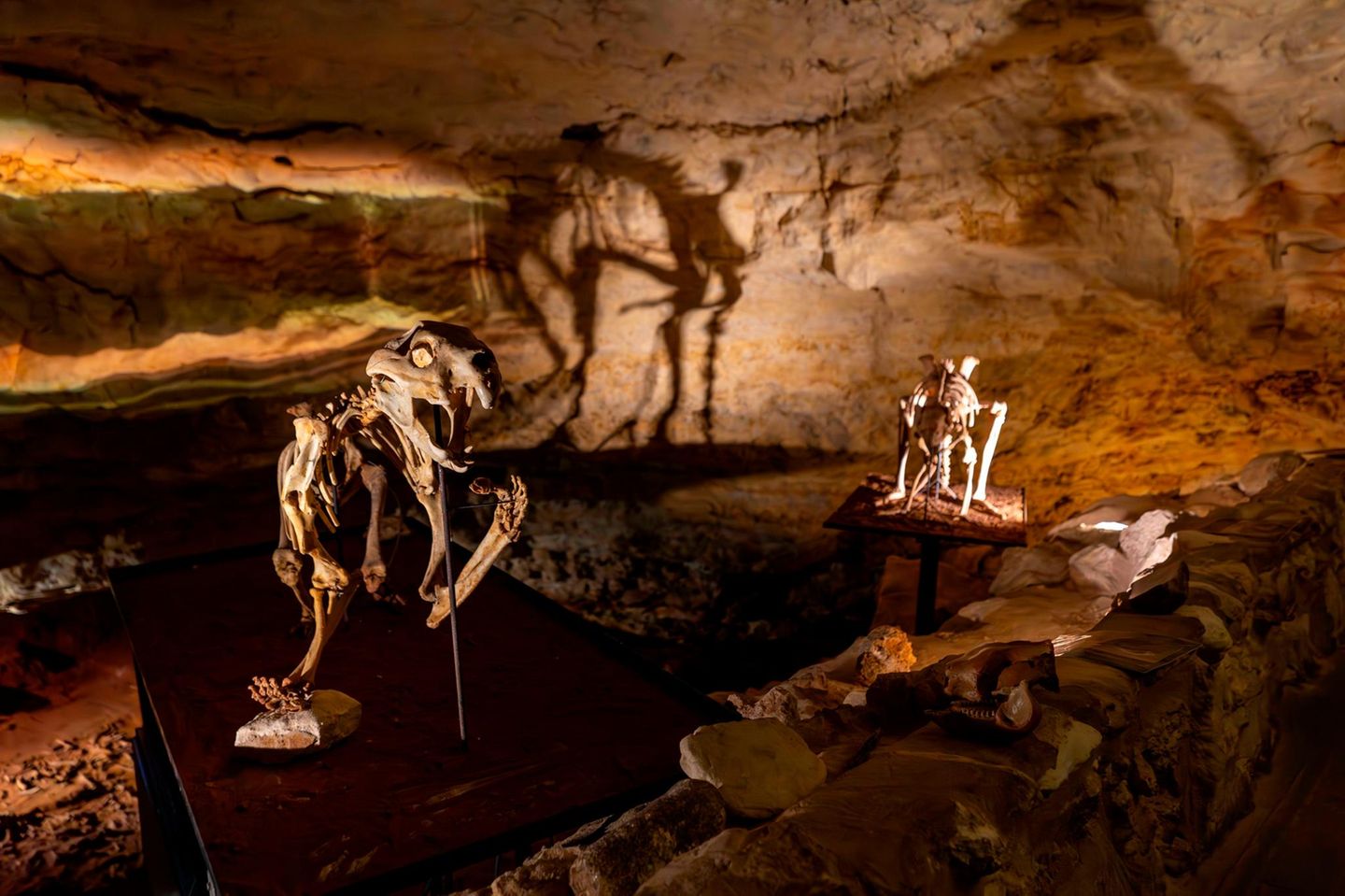 Fossilienskelette in der Höhle