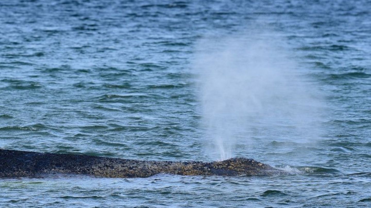 Der Buckelwal war Montagmorgen auf der Sandbank entdeckt worden. Foto: Daniel Bockwoldt/dpa