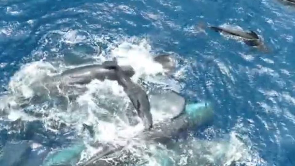 Teamwork im Ozean: Eine erstmals gefilmte Pottwal-Geburt enthüllt erstaunliche Fürsorge der Herde