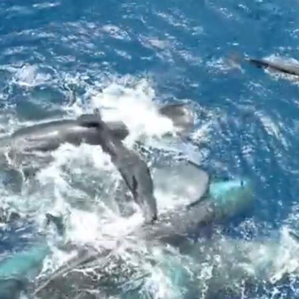 Teamwork im Ozean: Eine erstmals gefilmte Pottwal-Geburt enthüllt erstaunliche Fürsorge der Herde
