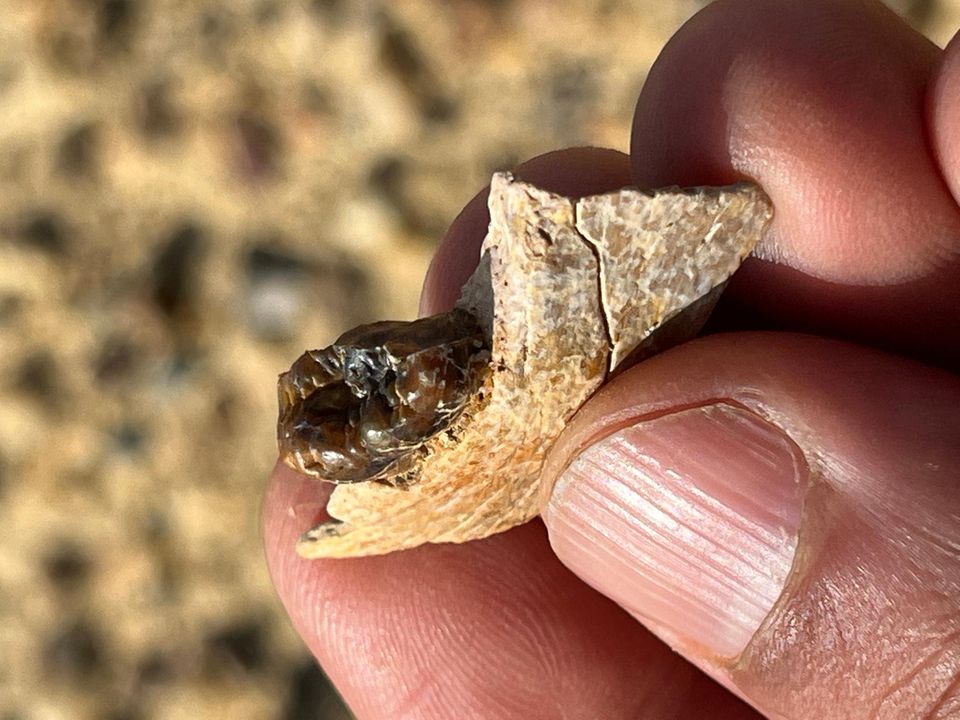 Unterkieferfragment von Masripithecus moghraensis