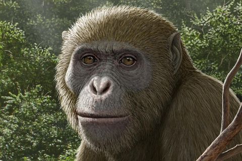 Masripithecus moghraensis