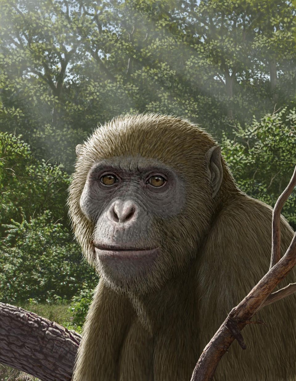 Masripithecus moghraensis
