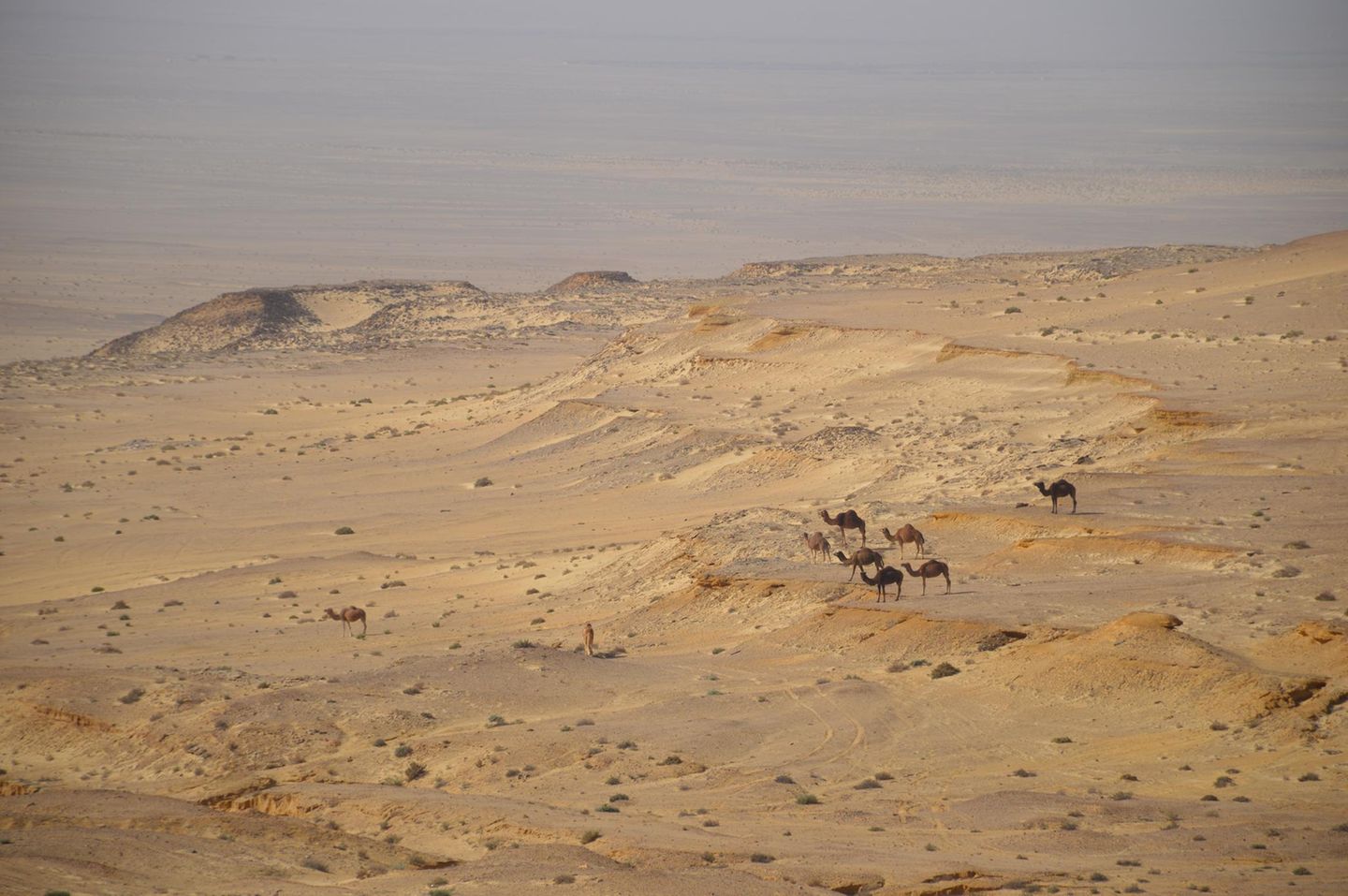 Kamele in der Landschaft