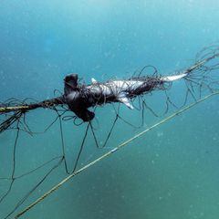 Hammerhai, der sich in einem Hai-Netz verfangen hat