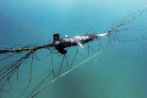 Hammerhai, der sich in einem Hai-Netz verfangen hat