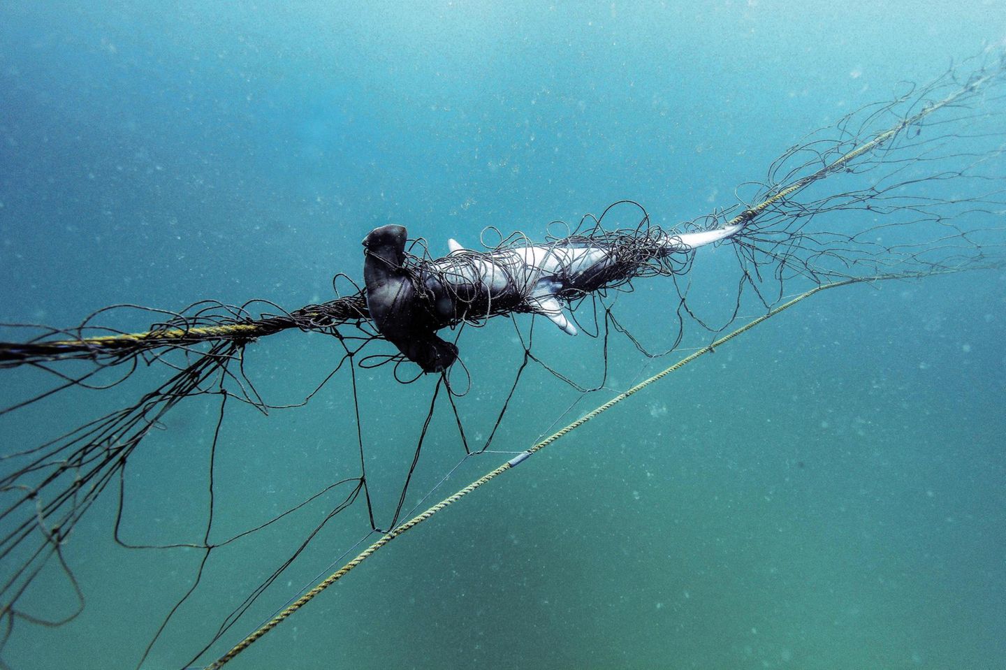 Hammerhai, der sich in einem Hai-Netz verfangen hat