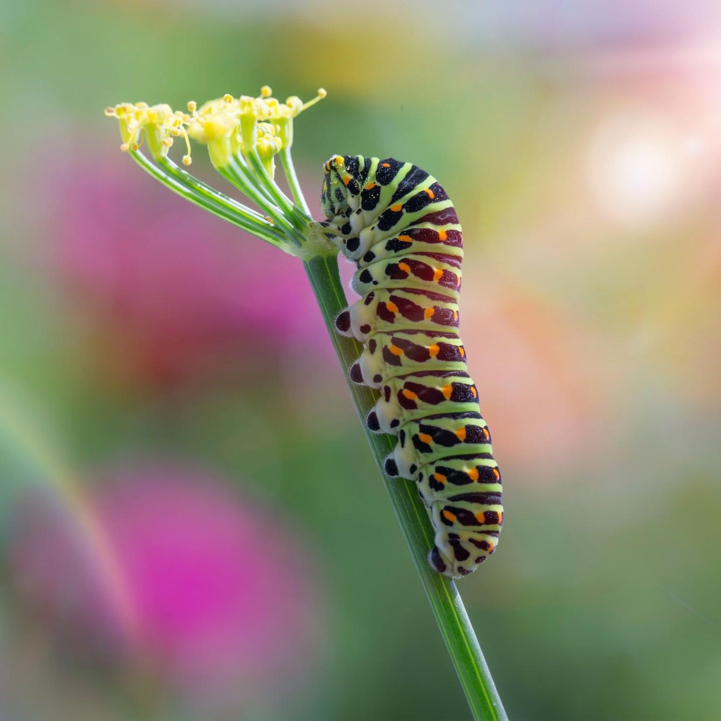 Schwalbenschwanz Raupe an einer Fenchelblüte