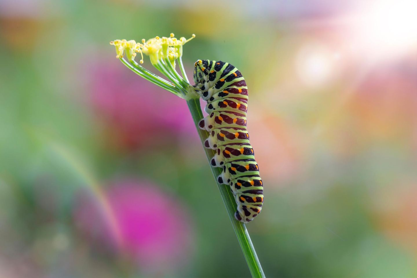 Schwalbenschwanz Raupe an einer Fenchelblüte