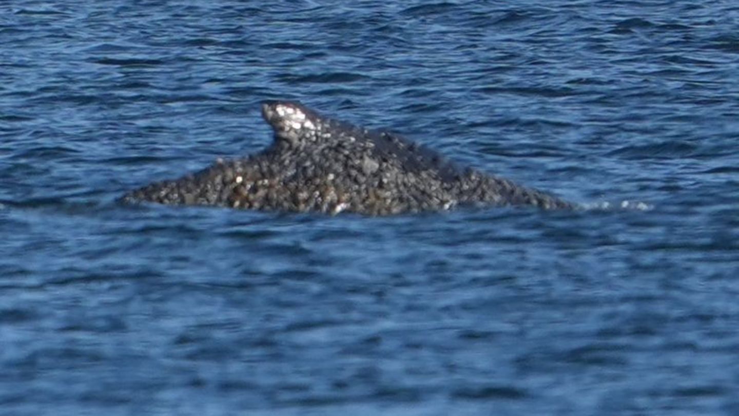 Buckelwal in der Ostsee