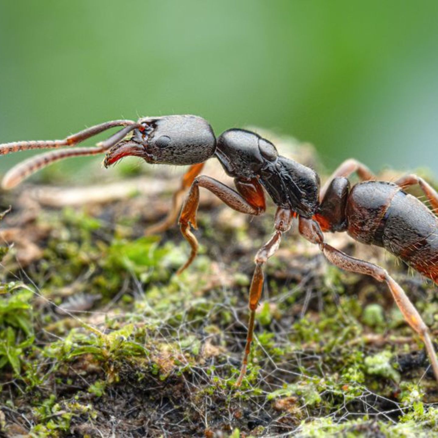 Ameise im Moos