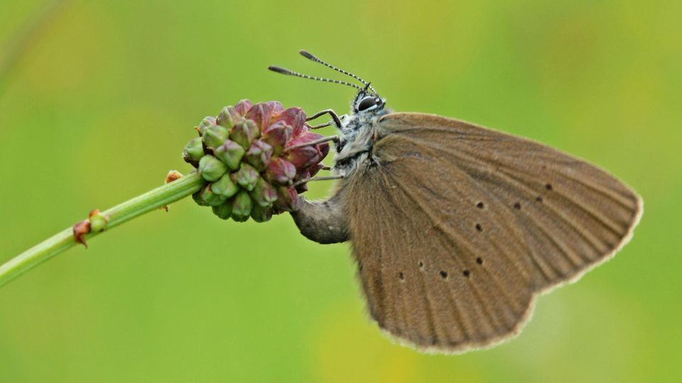 Wiesenknopf-Ameisenbläuling bei der Eiablage