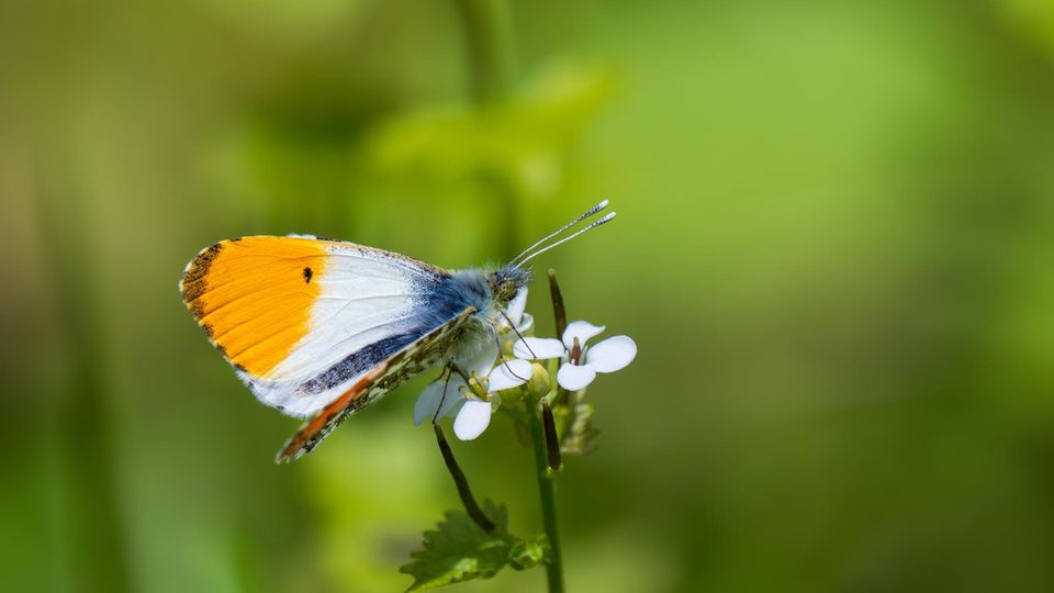 Die Knoblauchsrauke (Alliaria petiolata) duftet aromatisch und lockt Aurorafalter (Anthocharis cardamines) an, die hier ihre Eier ablegen 