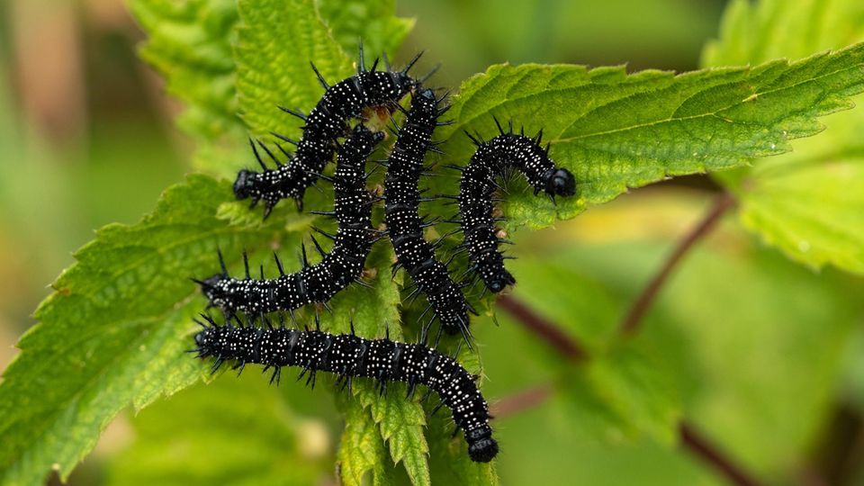 Raupen vom Tagpfauenauge