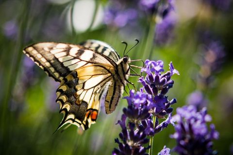Lavendel ist bei verschiedenen Schmetterlingsarten wie auch dem Schwalbenschwanz beliebt. (Archivbild) Foto: Patrick Pleul/dpa/d