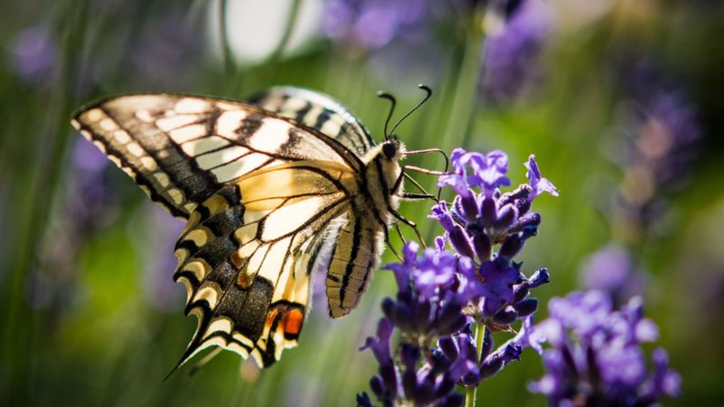 Lavendel ist bei verschiedenen Schmetterlingsarten wie auch dem Schwalbenschwanz beliebt. (Archivbild) Foto: Patrick Pleul/dpa/d