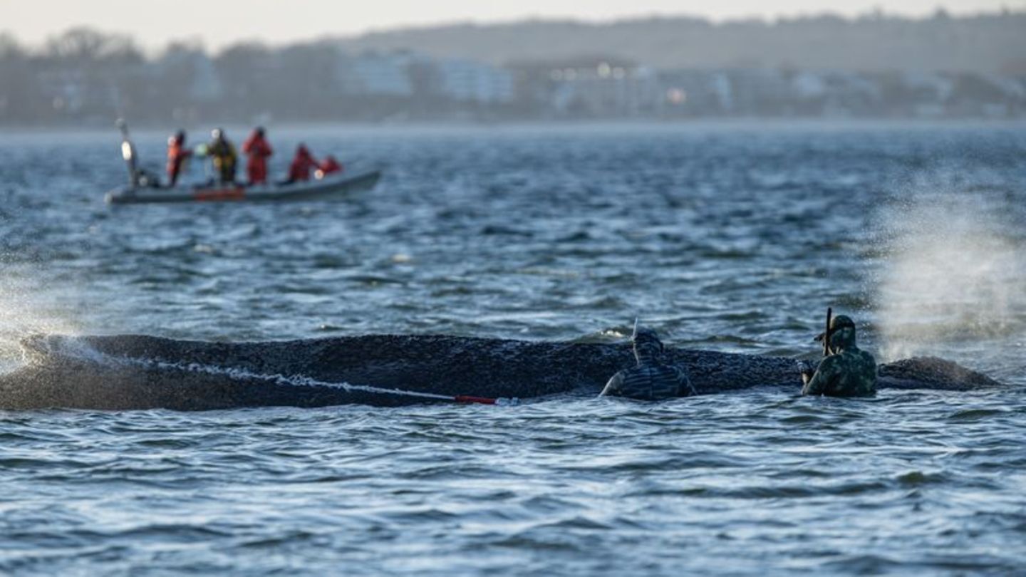 Das Schicksal des Wals wird auch international verfolgt. Foto: Ulrich Perrey/dpa