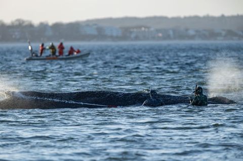 Das Schicksal des Wals wird auch international verfolgt. Foto: Ulrich Perrey/dpa