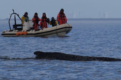 Der Buckelwal befreite sich von der Sandbank vor Timmendorfer Strand und schwimmt durch die Ostsee. Hier ein Bild vom 27. März.