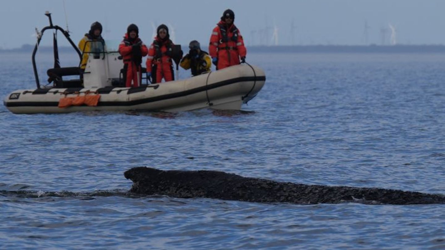 Der Buckelwal befreite sich von der Sandbank vor Timmendorfer Strand und schwimmt durch die Ostsee. Hier ein Bild vom 27. März.