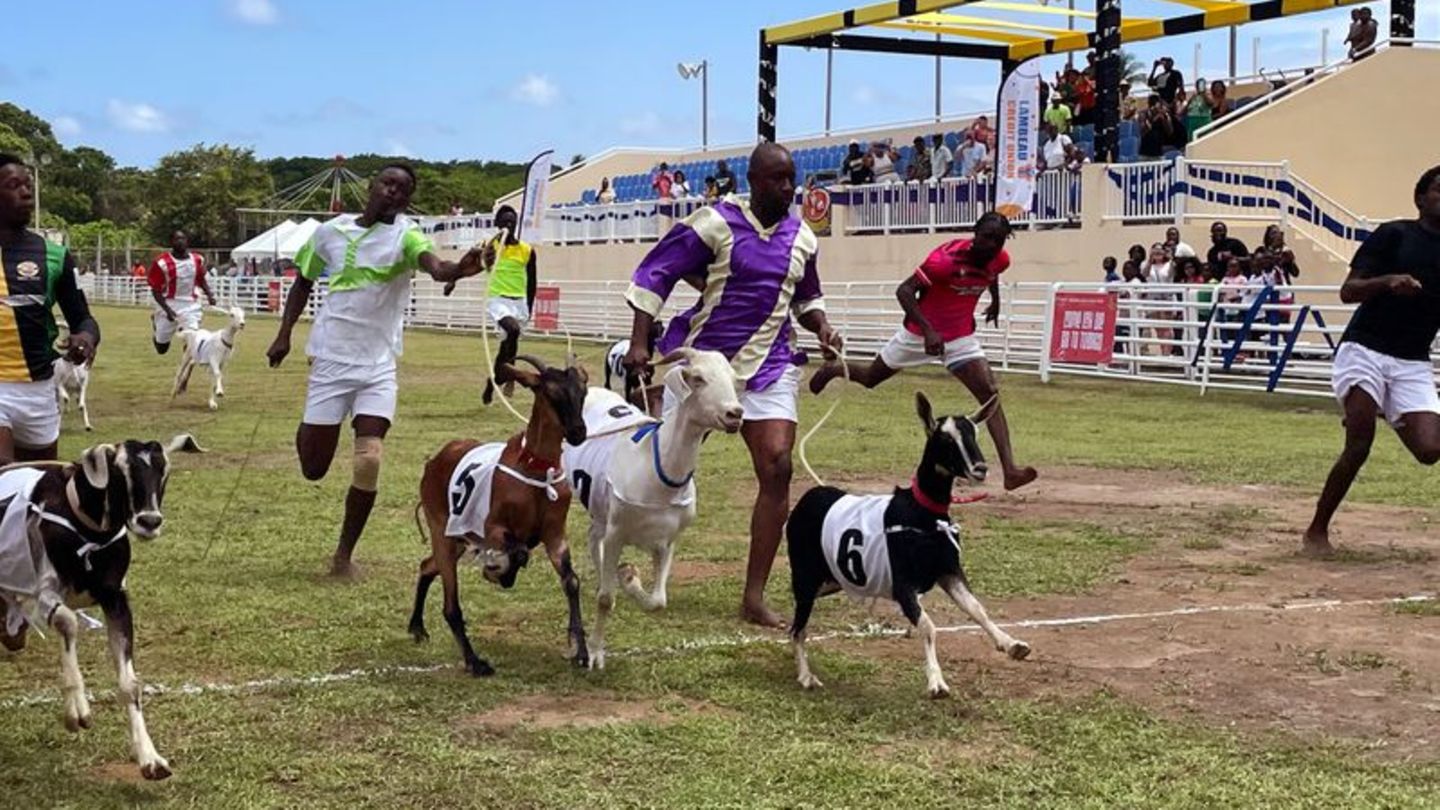 Brauchtum an "Osterdienstag" ist das Ziegenrennen in Buccoo. Foto: Manuel Meyer/dpa-tmn