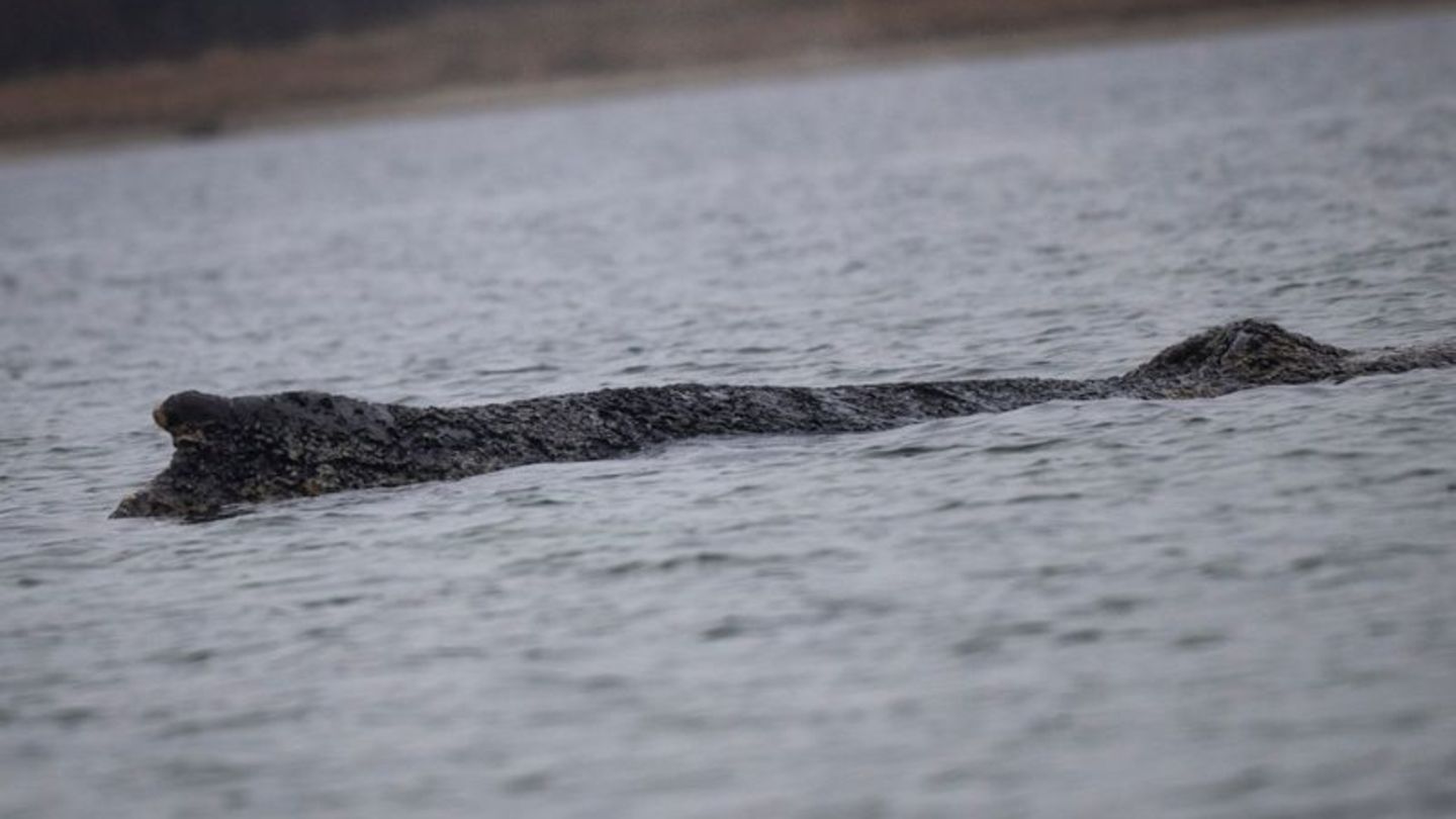 Der Wal ist in der Nacht zu Sonntag erneut von der Sandbank freigekommen. Foto: Philip Dulian/dpa