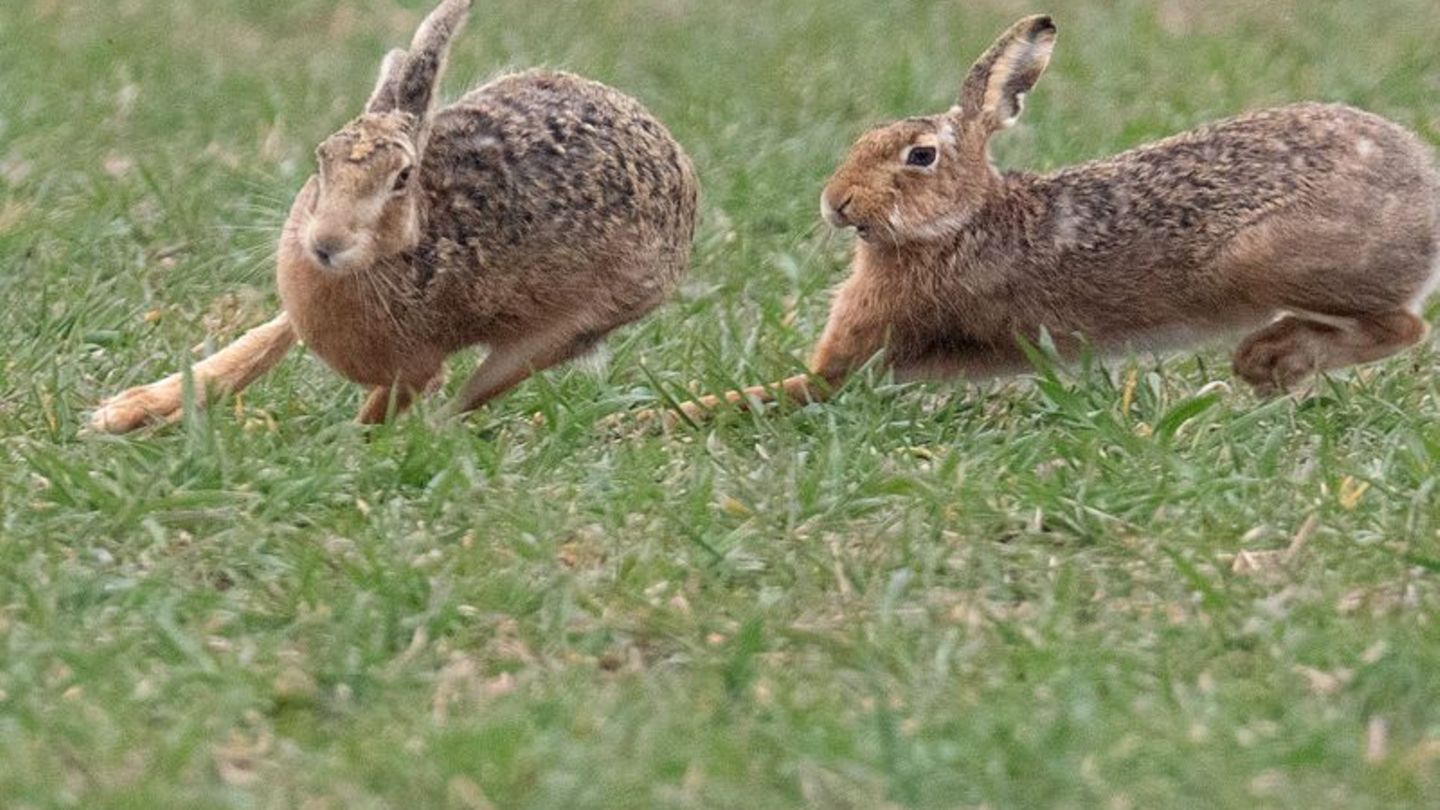 Zwei Feldhasen laufen über ein Feld. Meister Lampe breitet sich wieder in Deutschland aus – hat aber auch mit einer neuartigen K