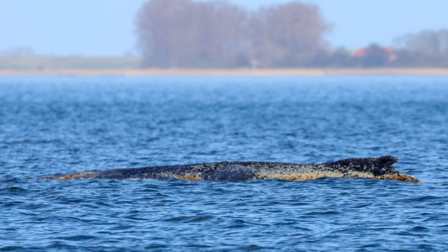 Der Buckelwal braucht Ruhe. Foto: Bodo Marks/dpa