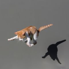 Bewegungstalent im Anflug: Katzen landen in der Regel auf ihren vier Pfoten. Das hat verblüffende anatomische Gründe