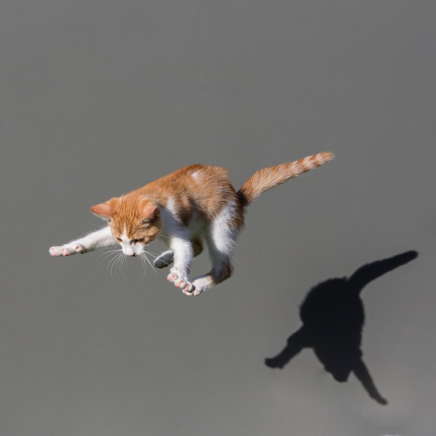 Bewegungstalent im Anflug: Katzen landen in der Regel auf ihren vier Pfoten. Das hat verblüffende anatomische Gründe