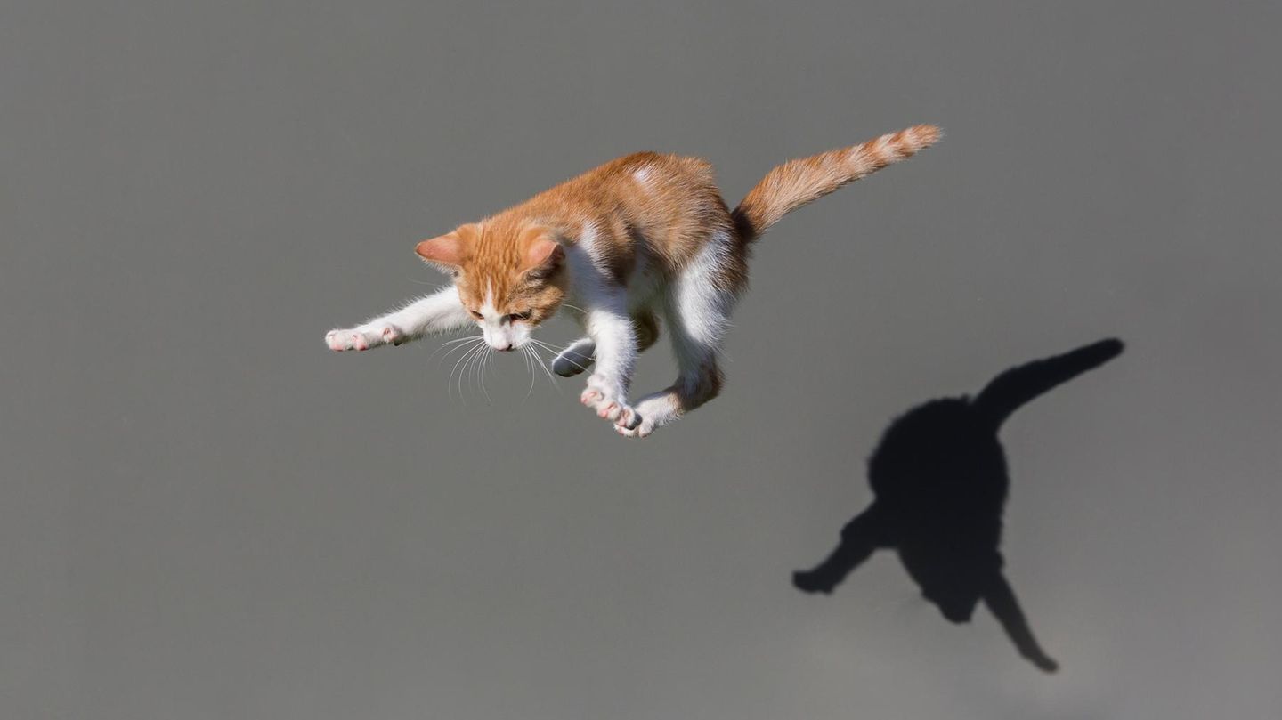 Bewegungstalent im Anflug: Katzen landen in der Regel auf ihren vier Pfoten. Das hat verblüffende anatomische Gründe