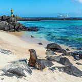 Galápagos-Seelöwe mit Jungtieren am Strand von Española, im Hintergrund Steine, Meer und Schiff