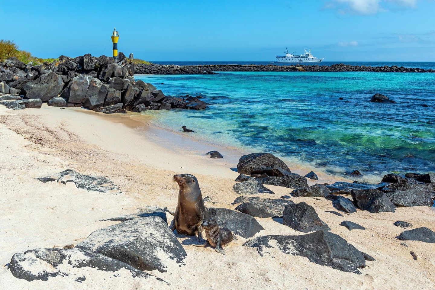 Galápagos-Seelöwe mit Jungtieren am Strand von Española, im Hintergrund Steine, Meer und Schiff
