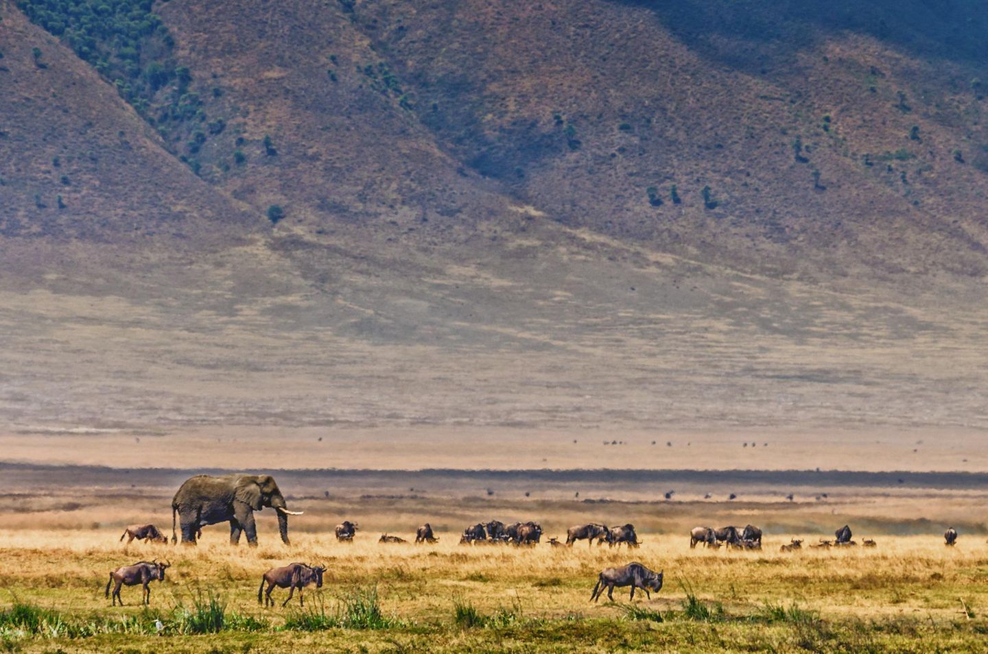 Elefant und Gnus im Krater Ngorongoro