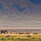 Elefant und Gnus im Krater Ngorongoro